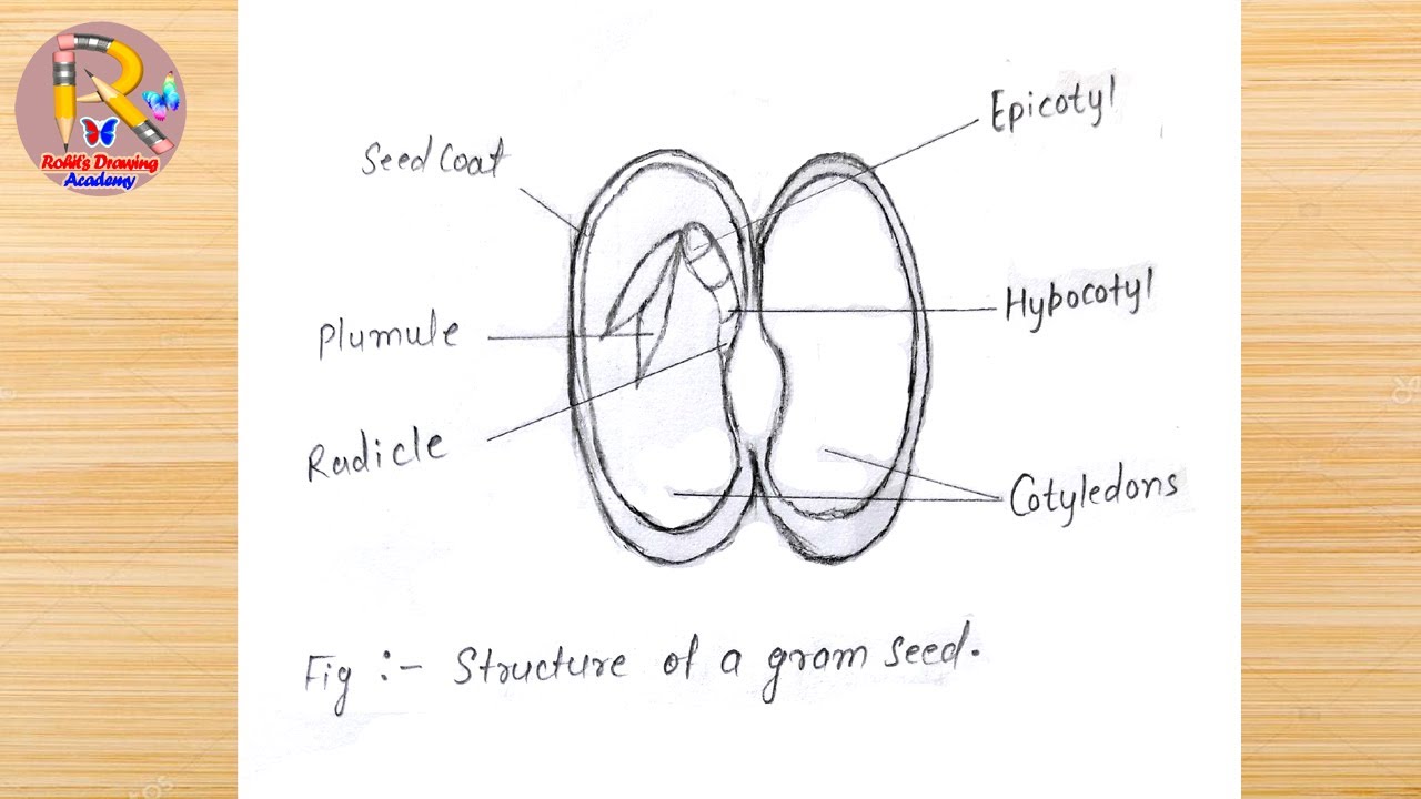 How To Draw Structure Of Seed | Structure Of Bean Seed | Labeled ...