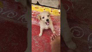 Lovable Lab Surprise: When My Dog Rushed To Say Hello#trending #video