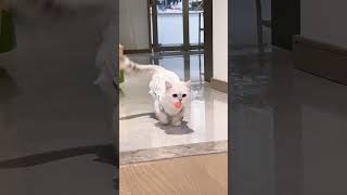 来看非常嘚瑟摇尾巴#shorts #萌宠 #猫咪的日常