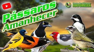 CANTO DOS PÁSSAROS NATUREZA AO AMANHECER