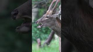 それは何？公園のリンゴみたいな木の実を拾って食べるエゾシカ