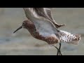 curlew sandpiper birds birdwatching shorebirds