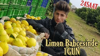 LİMON BAHÇESİNDE 1 GÜN GEÇİRMEK! (MERSİN)