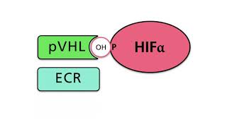 Hypoxia Inducible Factors (HIFs), Part 2: Regulation of HIF under normoxic and hypoxic conditions