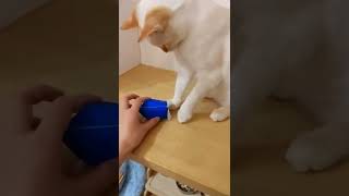 折り紙の魚をシャム猫サンにあげてみた#shorts