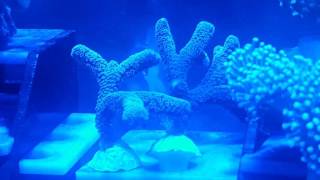 first 9 Corals for quarantine tank