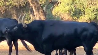 TOROS GRITAN EN EL CAMPO POR QUE ESTAN ENFADADOS