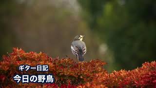 ギター日記　今日の野鳥　2020年11月6日