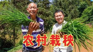 农村四哥家栽秧3个好友帮忙，老妈做一桌好菜，腊猪蹄下啤酒安逸