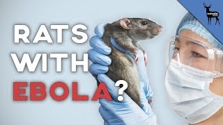 Can Rats Spread Ebola?