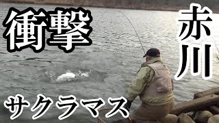 幻の魚のはずが！今年は確率ぶっこわれ？【赤川】【サクラマス】