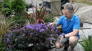 Geranium 'Storm Cloud' - Premium Perennials - 2022 Introductions