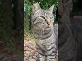 なでられてご満悦なキジトラが可愛い 地域猫 cat かわいい猫