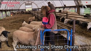 How Morning Chores Are Done On Our Sheep Farm