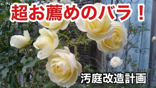 【60代シニアライフ】デンジャラス花壇にお気に入りのバラを植えました！