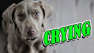 Dog Crying and Whining Loud - Sound Effects of 5 Crying Dogs