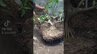 proses dongkel bonsai loa the max