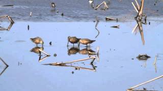 ikarabi 　野鳥動画　オオハシシギ　long-billed dowitcher