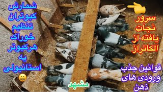 (قسمت۲۵۱)شمارش تعداد جنگنده ها/تنظیم دانه آغاز رژیم سخت/قوانین جذب ورودی های ذهن/شبگردی کبوتران مشهد