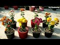 गुलदाऊदी पर आएंगे हजारों फूल डाले यह खाद guldaudi chrysanthemum plant care in hindi