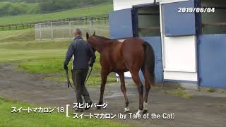 06/04　スイートマカロン'18（父スピルバーグ　母父Tale of the Cat）歩き