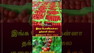 இங்க போனீங்கன்னா தக்காளி விலை குறைவாக கிடைக்கும் |  #tomato | #shorts