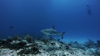 The Incredible Marine Life of The Bahamas