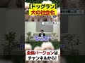 【犬】ドッグランは犬の社会化に最適です！