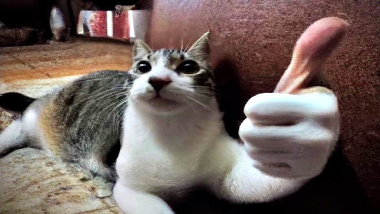 Funny Cat Memes Compilation Of 2022 Part 55 Youtube