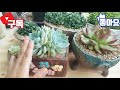 succulent plant. 다육이를 대품으로 키우는 방법 4가지를소개합니다 ㅎ 다육이를 크게 키우고 싶다면