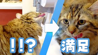 ウォーターサーバーの水を飲むようになった賢い猫がコチラ【サイベリアン】