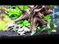 anubias vs crypts 5 reasons i won’t use my favorite aquatic plant