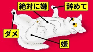 人間に知って欲しい私たち猫が嫌がる15のこと