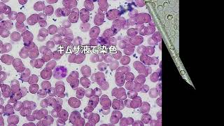 血液の観察実験（ヒトとイモリの比較）　高校生物実験