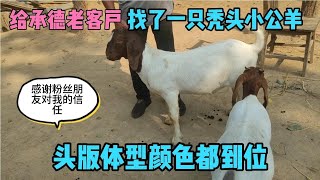 给承德老客户找了一只秃头小公羊，状态调理的非常好今天给发走。