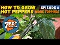 Topping Hot Pepper Plants – May Update