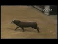 Lisa’s Pet bucks Brock Mortensen - 99 PBR Finals