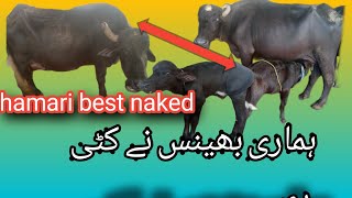 hamari best na katti di haikhuram g vlog how to make best nakatti di hai