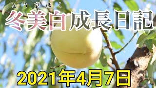 ♯075【桃の成長日記】2021年冬に植えた冬美白を追いかけます【観察報告2回目】