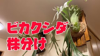 ビカクシダの株分けをしてみるぞ！