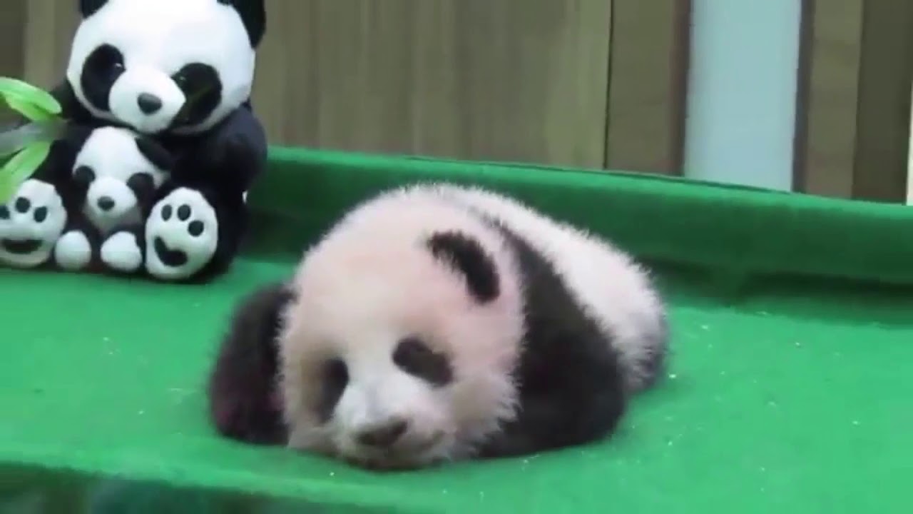 Funny Cute Baby Animal Videos Compilation Youtube