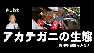 アカテガニの生態､姫路大学キャンパスになぜいるのか【内山裕之】自然62