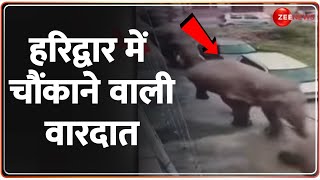 Haridwar Elephant News: हरिद्वार में चौंकाने वाली वारदात | Breaking News | Hindi News | Latest News