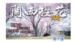 【日本關西櫻花🌸攻略】第①彈-今年超難追！我從100多個櫻花名所中精選了一些推薦給你｜醍醐寺｜狹山池公園｜京都御苑｜大阪城公園｜4K｜2024