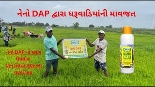 ડાંગર ના પાક માં ઇફકો ડીએપી ની મૂળ માવજત Seedling treatment in Paddy with Nano Dap