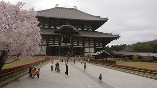 奈良 東大寺 桜 ② nara todai temple sakura cherryblossom nailiang dongdasi yinghua