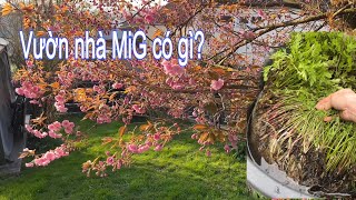 Xem vườn nhà MiG hôm nay có gì 😀 Phát hiện cả rừng mận chỗ Andi câu cá | Cuộc sống ở Đức
