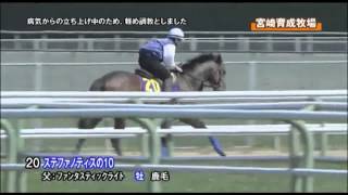 【2012 JRAブリーズアップセール】20 ステファノティスの2010 （3/14）