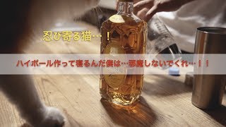 【Vlog】猫に邪魔されながら寝酒のハイボールを作ってみた。