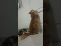 Kucing pingin keluar rumah..bantuin napa..??#cat #catlover #shortvideo